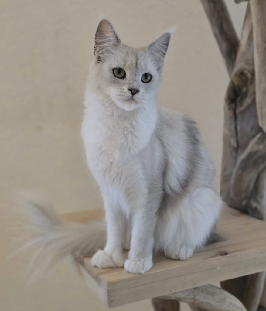 - Ecrin du félin - Ecrin du félin