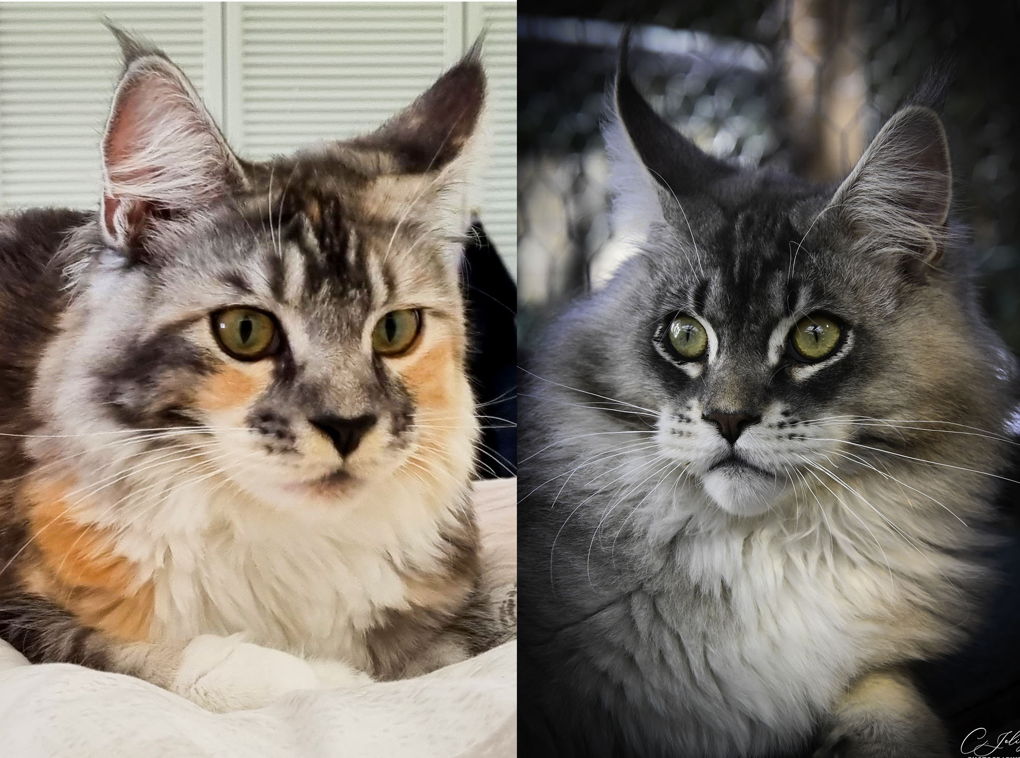 Mariage_Roxy_Edgar_2025