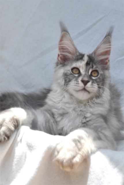 - Ecrin du félin - Ecrin du félin