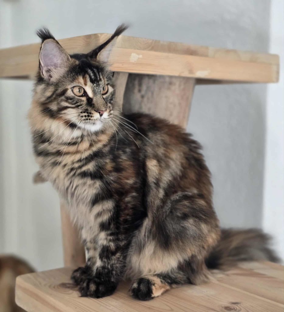 - Ecrin du félin - Ecrin du félin