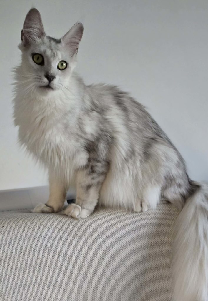 - Ecrin du félin - Ecrin du félin