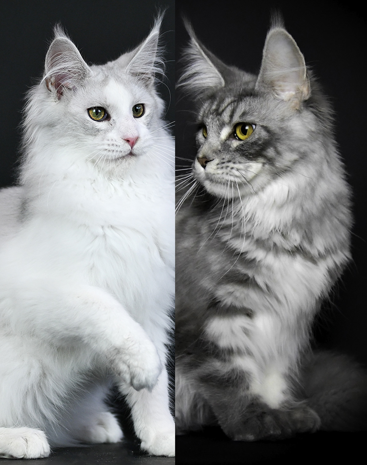 Mariage_Xantina_Rain_2025