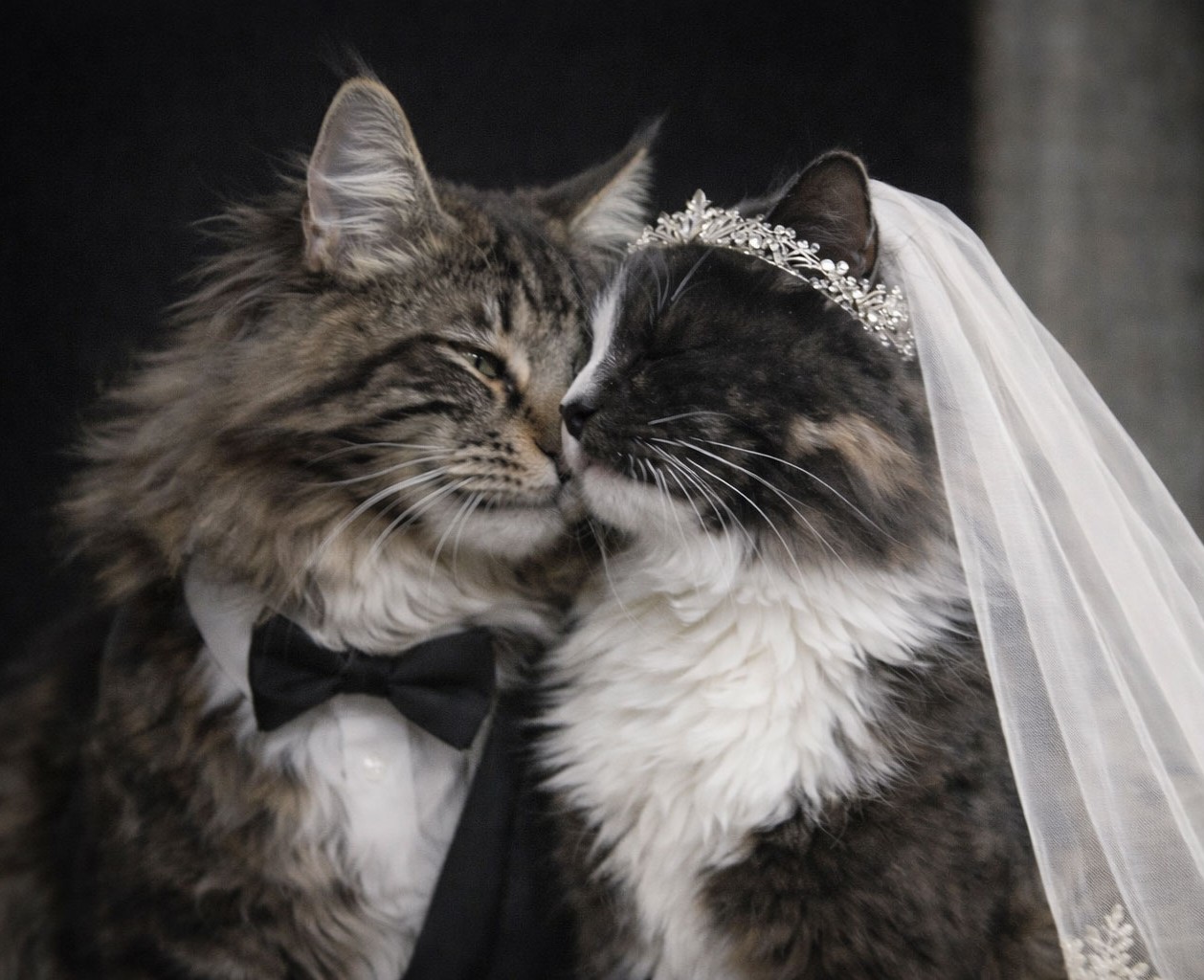 - Ecrin du félin Mariage_Raya_Freyr_2026_crop